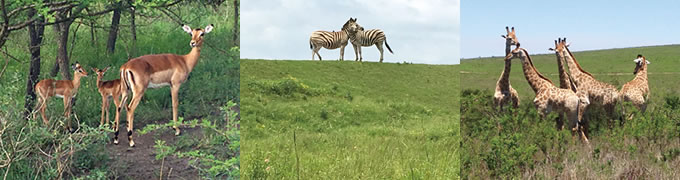 動物保護区 (Game Reserve)