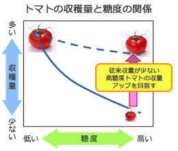 トマトの収穫量と糖度の関係