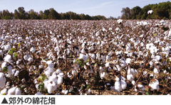 郊外の綿花畑